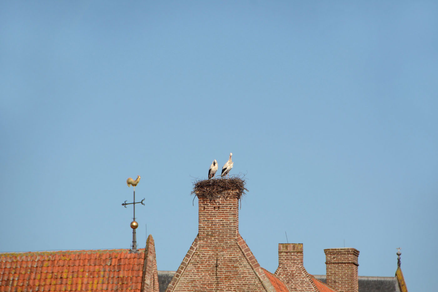 birds on chimney